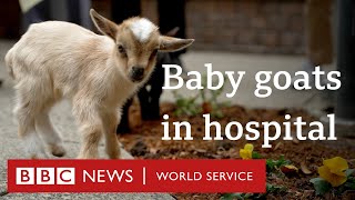 How baby goats are helping hospital patients - People Fixing the World, BBC World Service