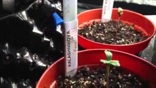 Multi strain grow