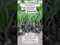 🌴🌴தென்னை மரங்கள் #coconutree #agriculture #organicfarming #garden #new #trending #video #gardenplant