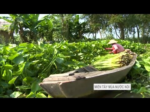 Video Phóng Sự Miền Tây 2017 | Miền Tây Mùa Nước Nổi - Tập... - youtube