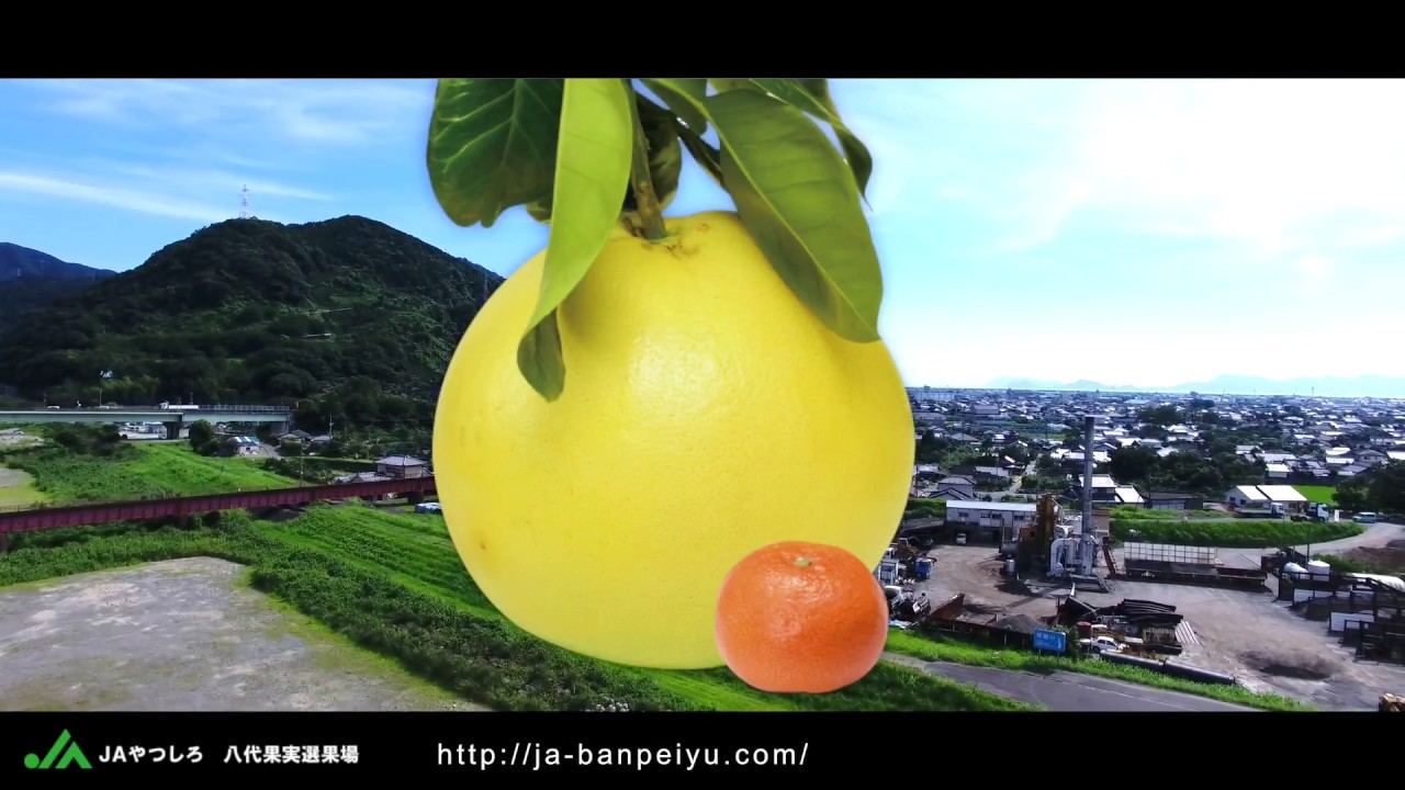 熊本県八代特産 晩白柚 ばんぺいゆ 世界一大きな柑橘類 Youtube