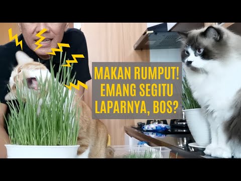 Video: Makan Kucing Anda Dengan Rumput Kering