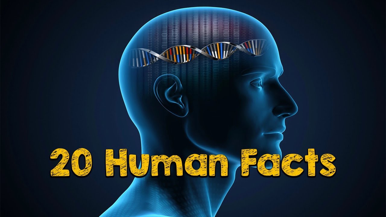20 NEW Incredible Facts About Human MUST WATCH HUMAN FACTS YouTube