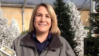 Christmas Tree Inspections With Libby Smith