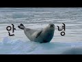 구독자님들 눈 정화의 시간을 마련했습니다