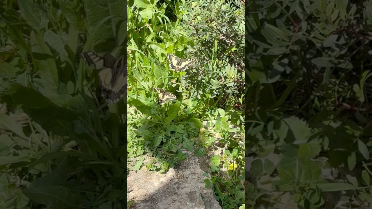 Swallowtail butterflies dancing on Malta 
