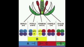 ABC model in flowers