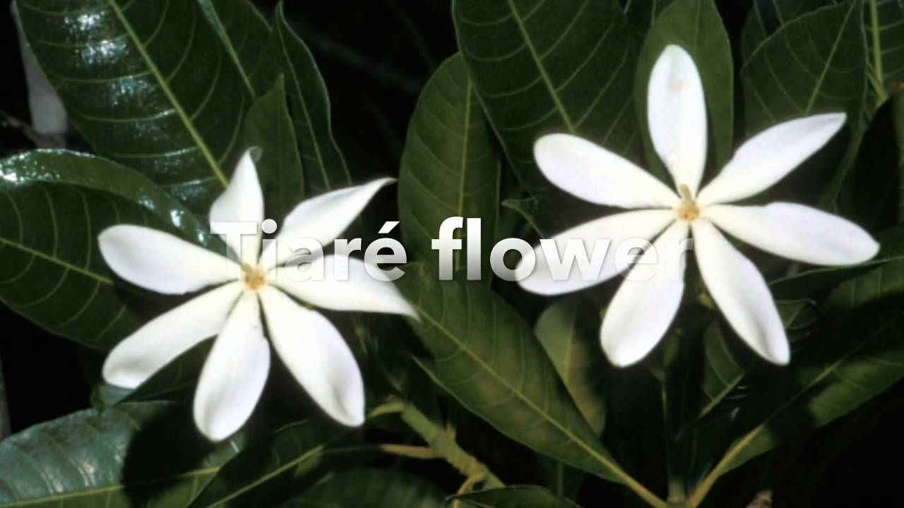 The Tropical Dry Forest