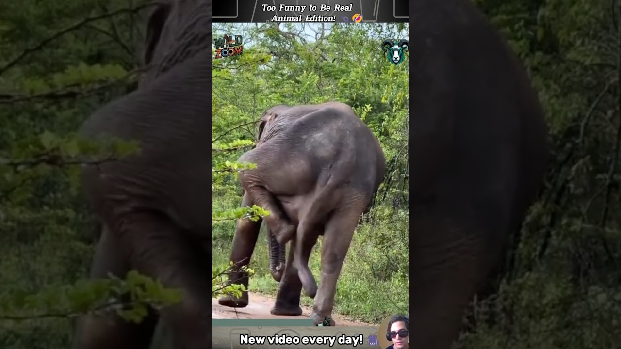 "15 Adorable Animal Moments  |  Surprising Wild Encounters!  | Must-Watch Compilation!  