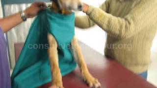 rainbow fish petsmart