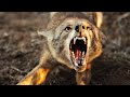 Illinois Predator Trapping "Tuneup" - The Management Advantage