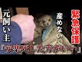 安楽死と言われた産めないチワワを緊急保護【チワワ44頭保護前日の物語】:811