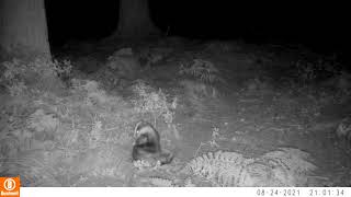 Itchy scratchy Badger   SD 480p