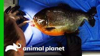 Piranha Needs Operation To Remove Growth From His Mouth | The Aquarium