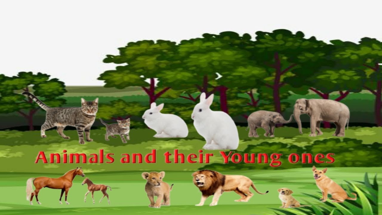 Animals and their Young ones Animals & their Babies YouTube