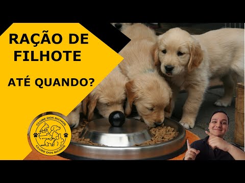 Vídeo: Como Alimentar Um Cachorro A Partir De Um Mês De Idade