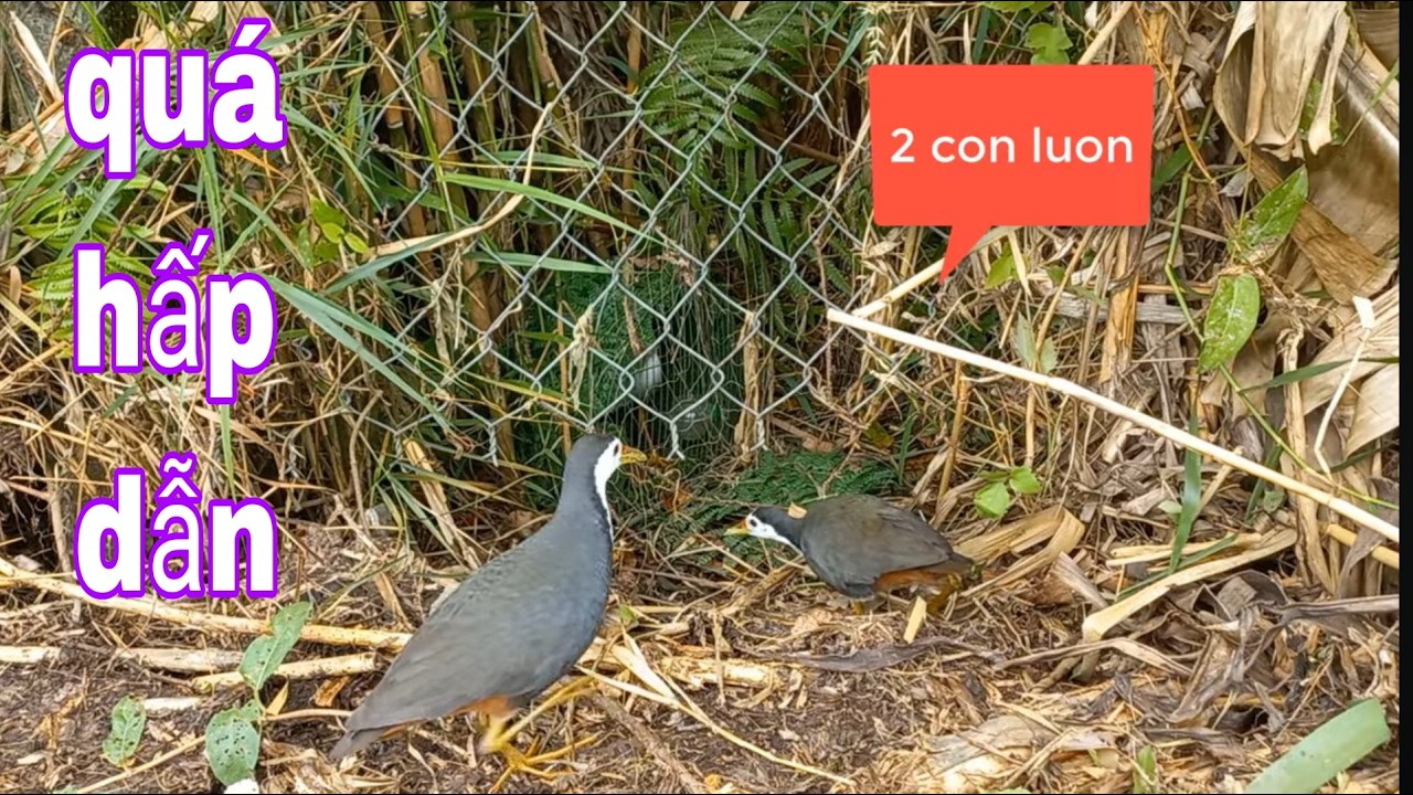 3 Chú Cháu Đi Gác Quốc Nhìn Cặp Quốc Tới Cùng Lúc Cảm Giác Quá Đã # SĂN BẮT ĐỒNG THÁP #