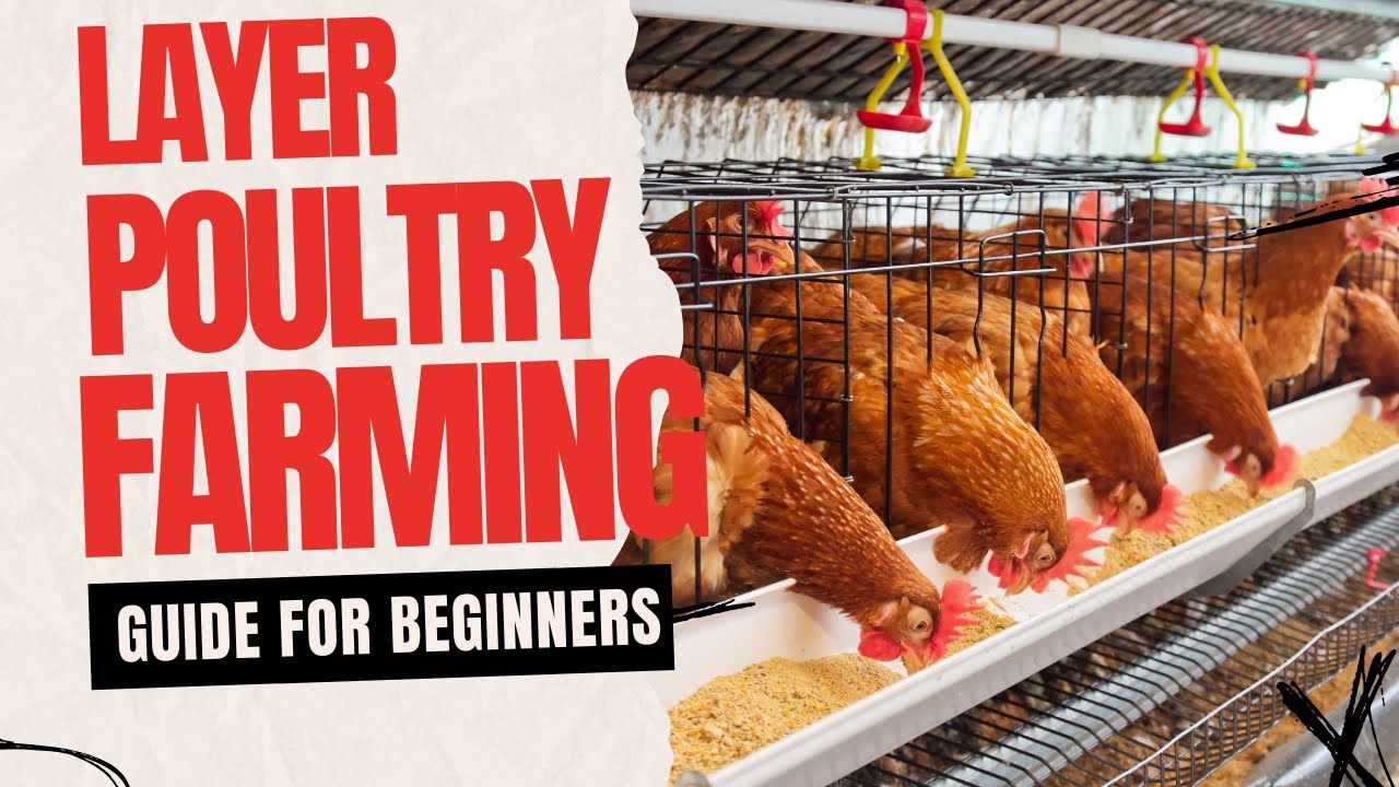 Layer poultry farming Guide for Beginners | #kisansalahkar - YouTube
