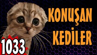 Komik Kedi Videoları - Konuşan Kediler 1033 - En Komik Kediler