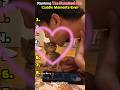 Ranking The Sweetest Cat Cuddle Moments Ever💋💞