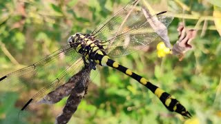 The Biggest Dragonfly Of The Planet |  4k HDR