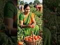 Tomato harvest #viral #trendingshorts