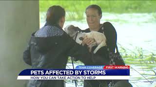 Norfolk spca tips to help Harvey