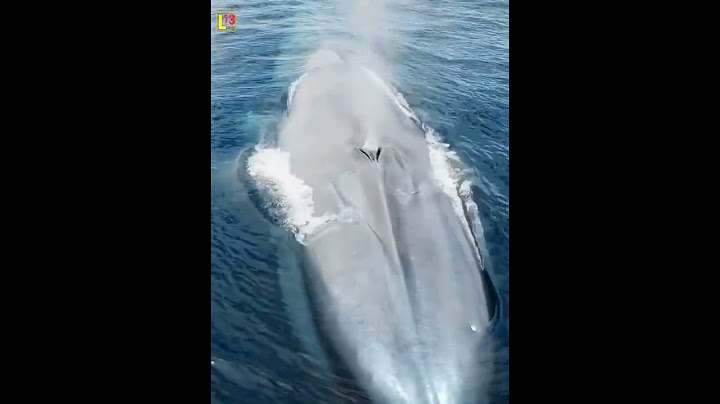 BEGINILAH KETIKA IKAN PAUS BERNAFAS #shortvideo #videoshorts #layar13