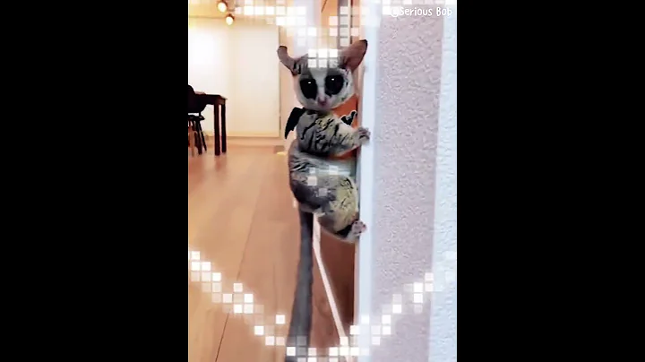 What is this cute animal?