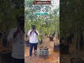 சேலம் நடுசாலை மாம்பழ இரகம் #mangovarieties #மாம்பழவிவசாயம் #ashokaagritech