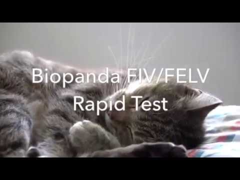 Video: Sparta 'Mean Kitty' Diagnosticeret Med FeLV (og Et Indlæg Om At Leve Godt Med Feline Leukæmi)