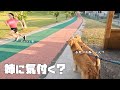 【大型犬のいる生活#45】部活中のお姉ちゃんに気づくか？ゴールデンレトリバーの１日