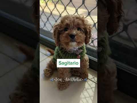 tu perrito según tu signo #aesthetic #viralshorts