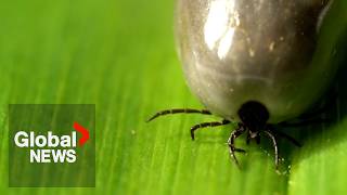 Ticks are popping up in more places than ever in Canada, health experts warn Net Worth