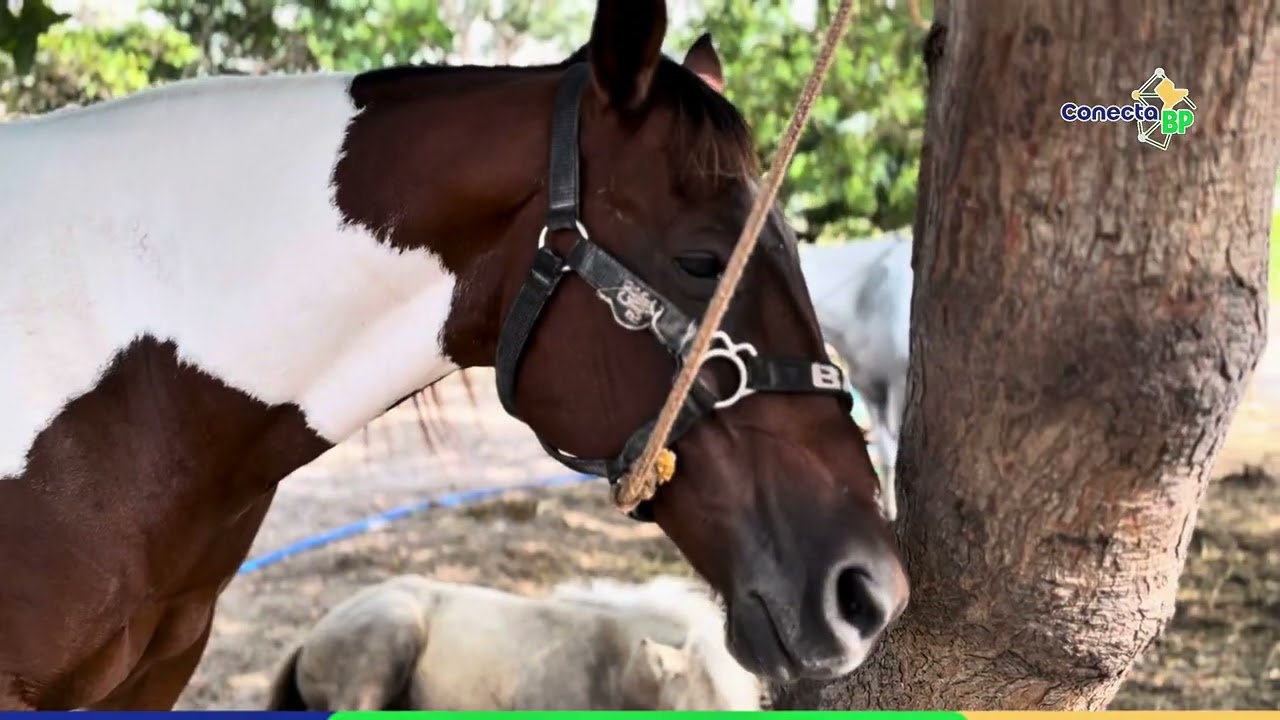 O Conecta BP agradece, de forma especial, a recepção no CN Rancho, aos proprietários Neto e Arthur.