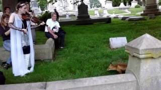 Fox likes violin music