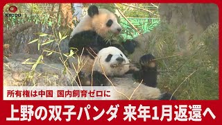 上野の双子パンダ、来年1月返還へ 所有権は中国、国内飼育ゼロに