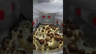 | Everything Mushroom | Common Poisonous Mushrooms You Should Know