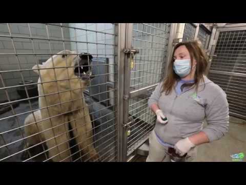 The Zoo To You with Polar Bears, Luna and Sakari - YouTube