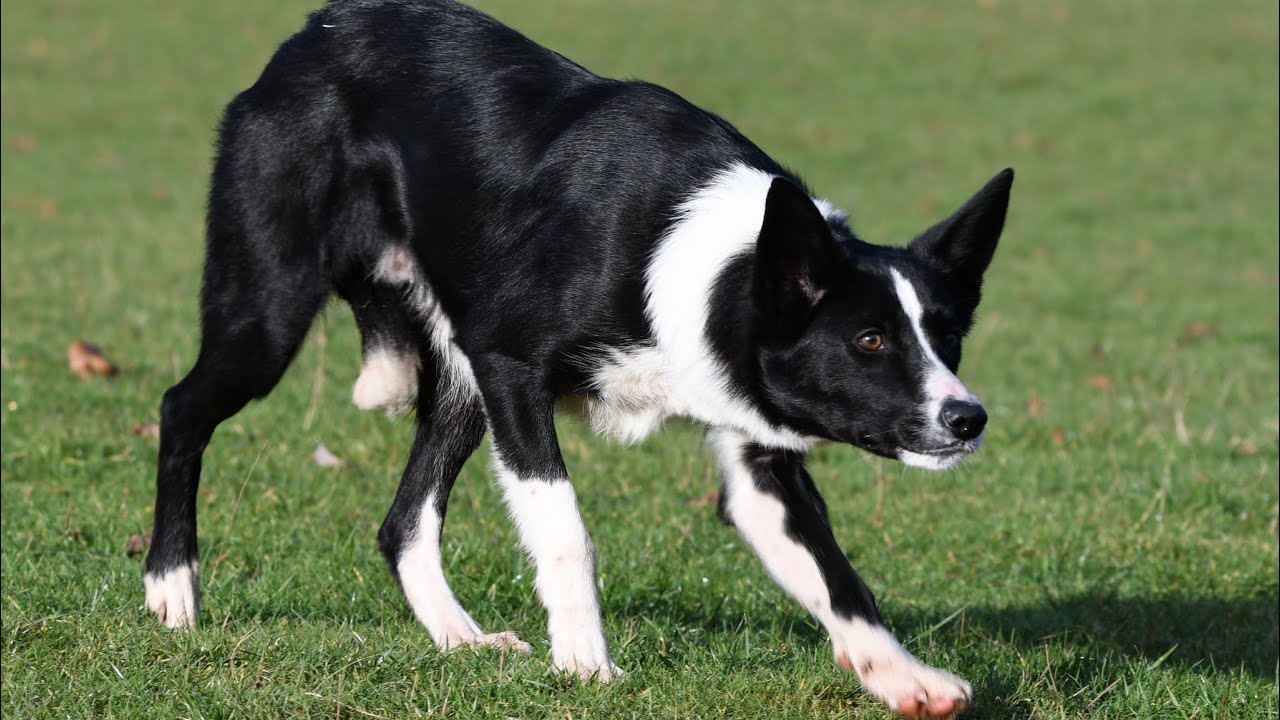 Scot Lot 77 Online Dolgellau Auction 4.2.26