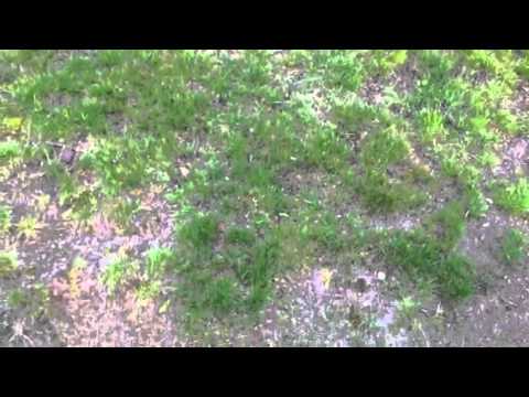 I don't know what's worse? My grass or my hair?