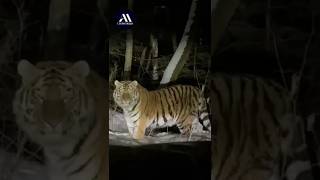 Встреча с тиграми🐯🐯 в тайге #путешествие #природа #тайга #горнаярыбалка #лес