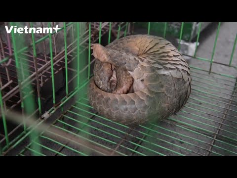 Video Trung Quốc cấm sử dụng sản phẩm từ tê tê làm dược liệu... - YouTube