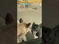 FUNNY PUPPIES