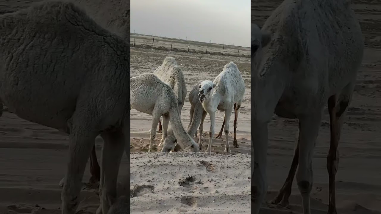 Life of a Camel 🐫 in Kuwait 🇰🇼 Desert 🌵 