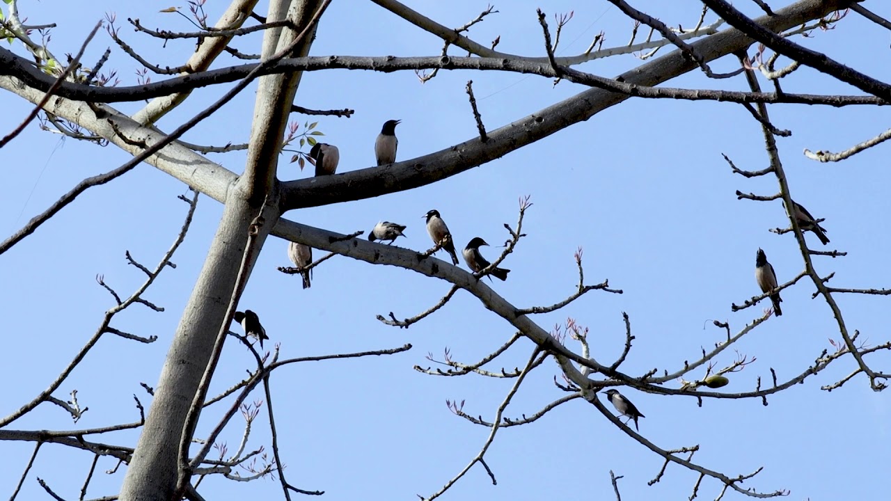 Rosy's Song // An observation of a flock of Rosy Starlings