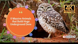 6 Massive Animals that Build Huge Underground Dens 4K