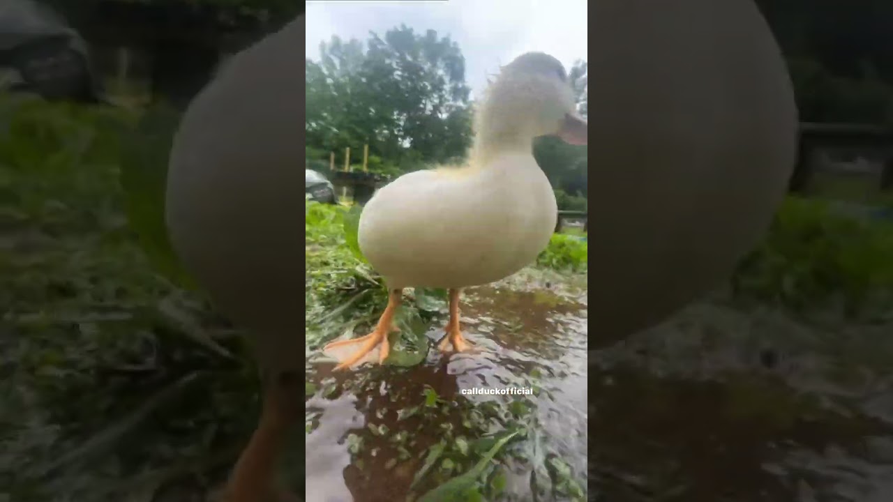 That one duck edit outside. 
