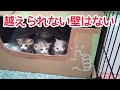 猫動画 出産後25日目 今回は引越し成功！ 遊んで 食べて 寝ての元気な子猫たち
