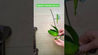 Спасение Растения !#суккуленты #plants #сорт #обрезка #орхидеи #жизнь #цветы #love #топ